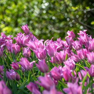 Jardin des tulipes