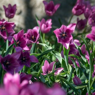 Jardin des tulipes